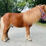 Poney alezan à la crinière blonde, vu de profil